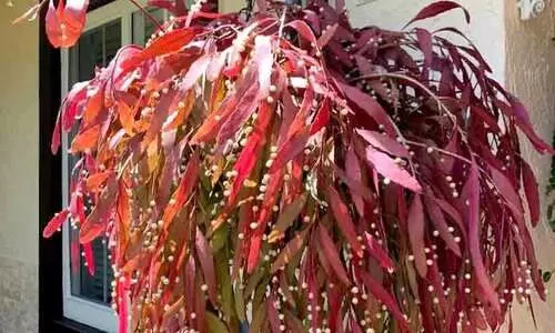 സ്യൂഡോറിപ്​സാലിസ്​റാമുലോസ