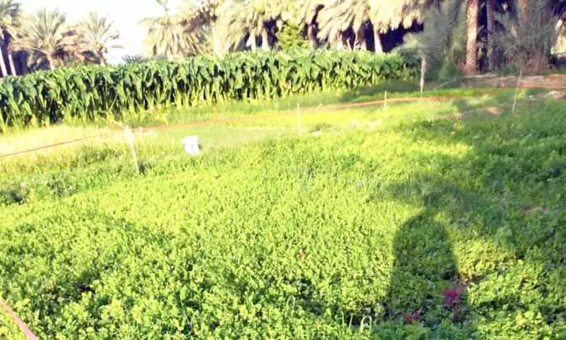 കീടനാശിനി സാന്നിധ്യം സൂറിലെ പച്ചക്കറി ഫാമുകൾക്കെതിരെ നടപടിയുമായി അധികൃതർ