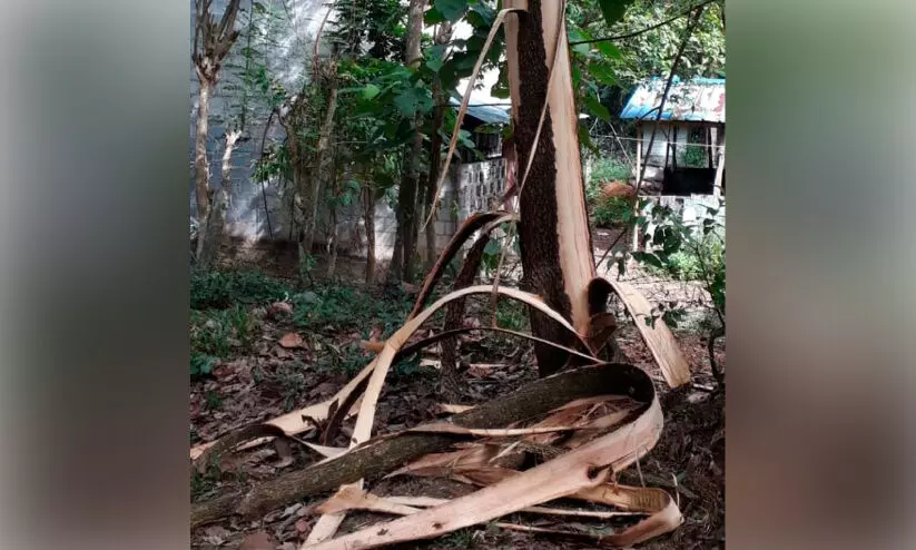 wild elephant wild elephant