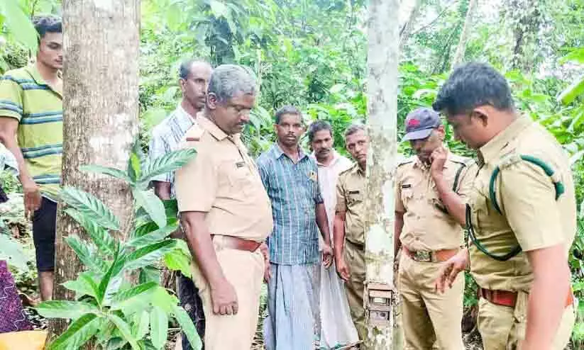 മൂക്കൻപെട്ടി വനാതിർത്തിയിൽ കാമറ സ്ഥാപിച്ചു മൂക്കൻപെട്ടി വനാതിർത്തിയിൽ കാമറ സ്ഥാപിച്ചു