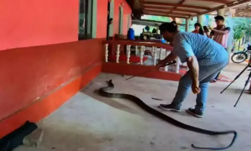 Watch: Karnataka Snake Catcher Rescues Deadly 15-foot King Cobra Hiding Under Car