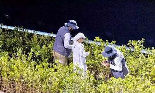 ‘നാ​ളേ​ക്ക്​ വേ​ണ്ടി ഇ​ന്ന്​’; 10,000 ക​ണ്ട​ൽ തൈ​ക​ൾ ന​ടു​ന്നു