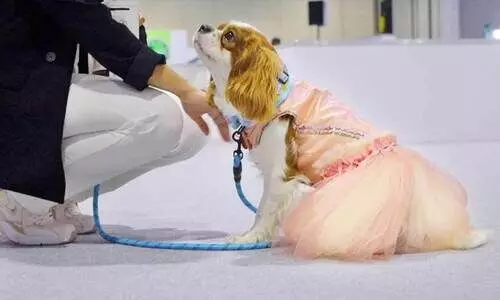 ഓ​മ​ന​മൃ​ഗ​ങ്ങ​ളു​​ടെ ആ​ഘോ​ഷ​മാ​യി പെ​റ്റ് വേ​ൾ​ഡ് അ​റേ​ബ്യ