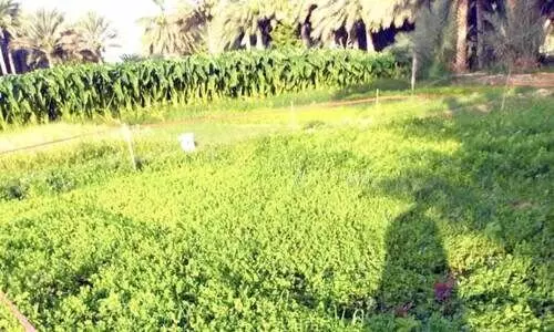 കീടനാശിനി സാന്നിധ്യം സൂറിലെ പച്ചക്കറി ഫാമുകൾക്കെതിരെ നടപടിയുമായി അധികൃതർ