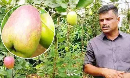 കട്ടപ്പനയിലും ആപ്പിൾകാലം