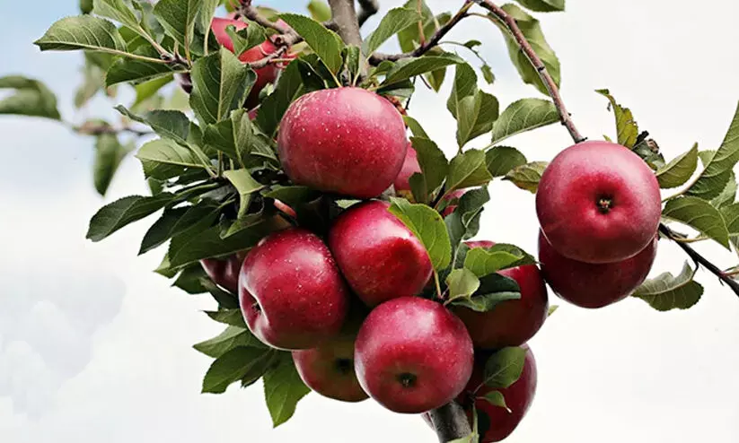apple fruit apple fruit