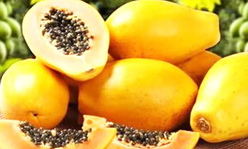 papaya production