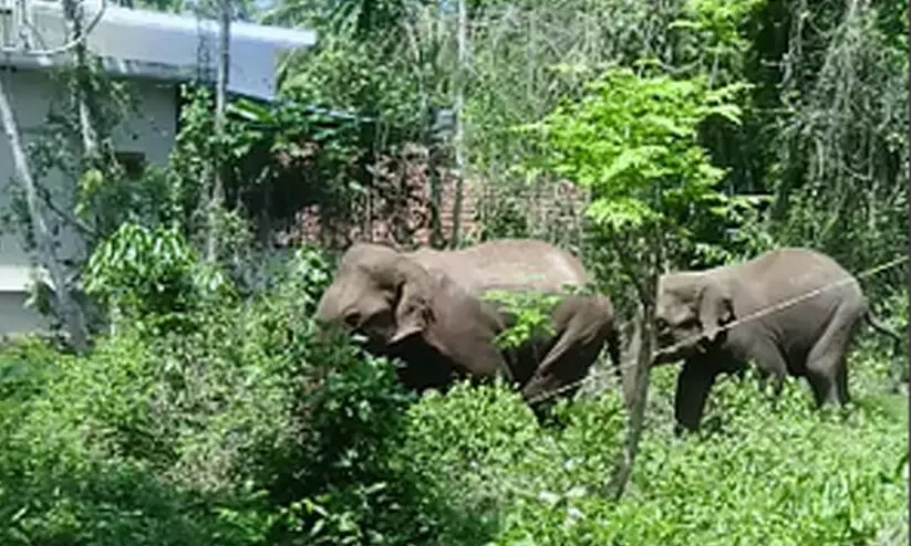 elephant attack Thuvvur