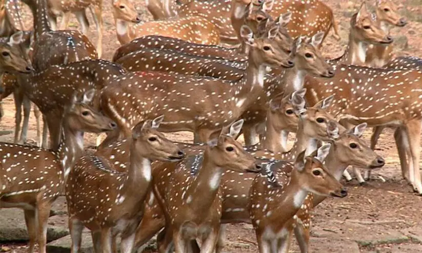 കപ്രിക്കാട് മിനി മൃഗശാലയിലെ രജിസ്റ്ററിലെ പൊരുത്തക്കേട് : അസി. കൺസർവേറ്ററെ സസ്പന്റെ് ചെയ്തു കപ്രിക്കാട് മിനി മൃഗശാലയിലെ രജിസ്റ്ററിലെ പൊരുത്തക്കേട് : അസി. കൺസർവേറ്ററെ സസ്പന്റെ് ചെയ്തു