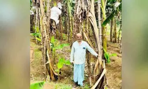 Unknown disease in bananas Farmers are in trouble Unknown disease in bananas Farmers are in trouble