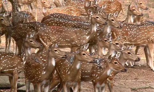 കപ്രിക്കാട് മിനി മൃഗശാലയിലെ രജിസ്റ്ററിലെ പൊരുത്തക്കേട് : അസി. കൺസർവേറ്ററെ സസ്പന്റെ് ചെയ്തു