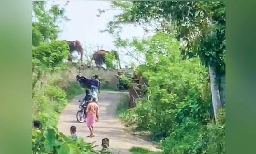 വഴിതെറ്റിയെത്തി കാട്ടാനകൾ; നാടിനെ വിറപ്പിച്ച് എട്ട് മണിക്കൂർ വഴിതെറ്റിയെത്തി കാട്ടാനകൾ; നാടിനെ വിറപ്പിച്ച് എട്ട് മണിക്കൂർ