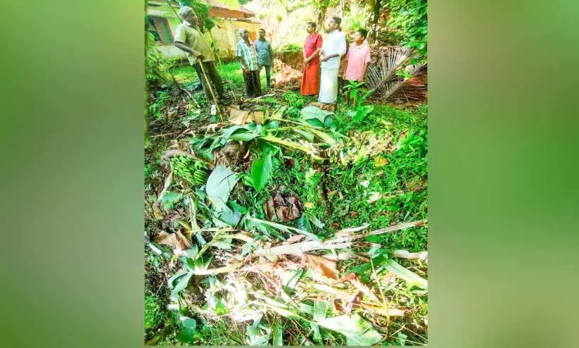 പുലിക്ക് പിന്നാലെ കാട്ടാനക്കൂട്ടം പുലിക്ക് പിന്നാലെ കാട്ടാനക്കൂട്ടം