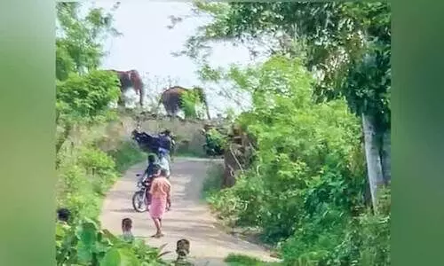 വഴിതെറ്റിയെത്തി കാട്ടാനകൾ; നാടിനെ വിറപ്പിച്ച് എട്ട് മണിക്കൂർ വഴിതെറ്റിയെത്തി കാട്ടാനകൾ; നാടിനെ വിറപ്പിച്ച് എട്ട് മണിക്കൂർ