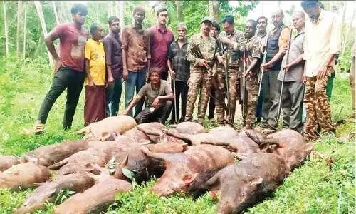 കാ​ളി​കാ​വ് മേ​ഖ​ല​യി​ൽ 15 കാ​ട്ടു​പ​ന്നി​ക​ളെ വെ​ടി​വെ​ച്ച് കൊ​ന്നു