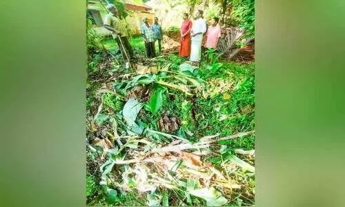 പുലിക്ക് പിന്നാലെ കാട്ടാനക്കൂട്ടം