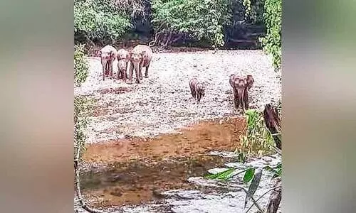 കല്ലാറിൽ കാട്ടാനക്കൂട്ടം;  യാത്രക്കാർ ശ്രദ്ധിക്കണമെന്ന്​ വനം വകുപ്പ്