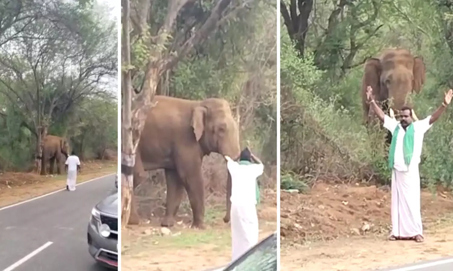 tourist posing infront of elephant