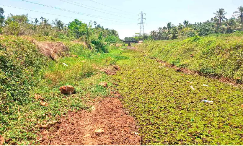 കുടിവെള്ളക്ഷാമത്തിന് പരിഹാരമില്ല അഴിയൂർ ബ്രാഞ്ച് കനാൽ പൂട്ടി വ​റ്റി​വ​ര​ണ്ട് ജ​ലാ​ശ​യ​ങ്ങ​ൾ