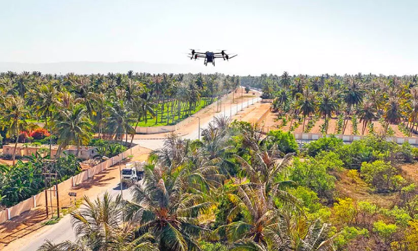 തെ​ങ്ങോ​ല​ക​ളി​ലെ വ​ണ്ടി​ന്റെ ആ​ക്ര​മ​ണം; ദോ​ഫാ​റി​ൽ ഡ്രോ​ൺ ഉ​പ​യോ​ഗി​ച്ച് മ​രു​ന്ന്​ ത​ളി​ക്കു​ന്ന പ​ദ്ധ​തി​ക്ക്​ തു​ട​ക്കം