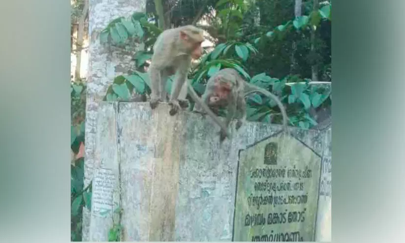 കുരങ്ങുശല്യത്തിൽ ഗതികെട്ട് വിളവൂർക്കൽ പഞ്ചായത്ത് കുരങ്ങുശല്യത്തിൽ ഗതികെട്ട് വിളവൂർക്കൽ പഞ്ചായത്ത്