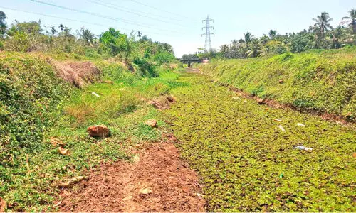 കുടിവെള്ളക്ഷാമത്തിന് പരിഹാരമില്ല അഴിയൂർ ബ്രാഞ്ച് കനാൽ പൂട്ടി വ​റ്റി​വ​ര​ണ്ട് ജ​ലാ​ശ​യ​ങ്ങ​ൾ