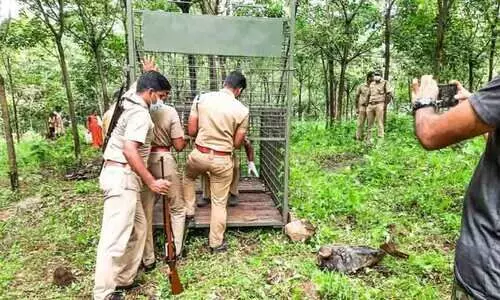 പെരുനാട്ടിൽ വീണ്ടും കടുവയുടെ ആക്രമണം; പശുവിനെ കൊന്നു