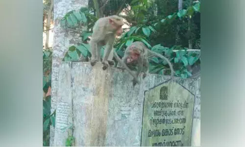 കുരങ്ങുശല്യത്തിൽ ഗതികെട്ട് വിളവൂർക്കൽ പഞ്ചായത്ത്