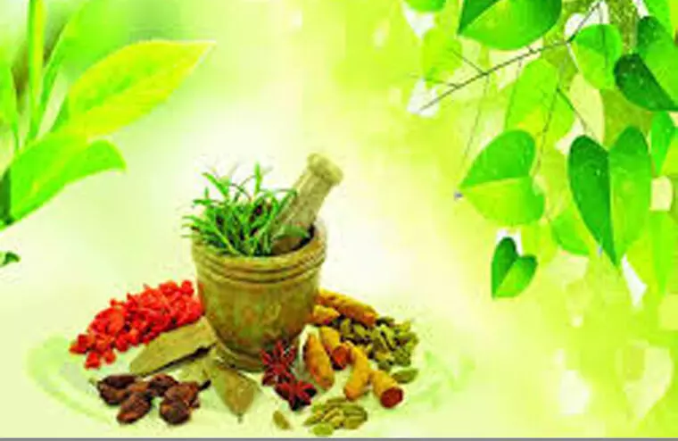 അഞ്ചാമത് ഗ്ലോബല് ആയുര്വേദ ഫെസ്റ്റ് ഡിസംബറില് തിരുവനന്തപുരത്ത് അഞ്ചാമത് ഗ്ലോബല് ആയുര്വേദ ഫെസ്റ്റ് ഡിസംബറില് തിരുവനന്തപുരത്ത്