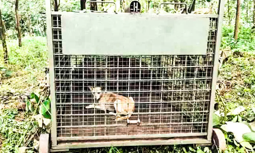 കടുവക്കൂട്ടിൽ നായ വീണു; ഭയമൊഴിയാതെ പെരുനാട് മേഖല