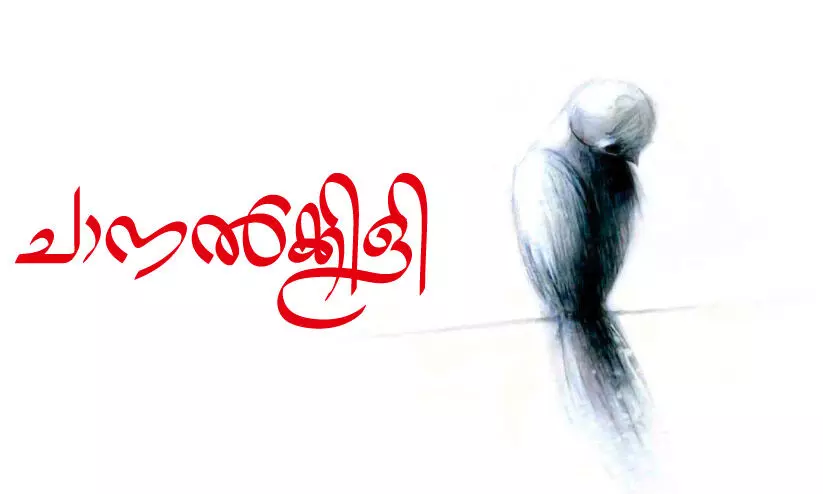 ചാനൽക്കിളി