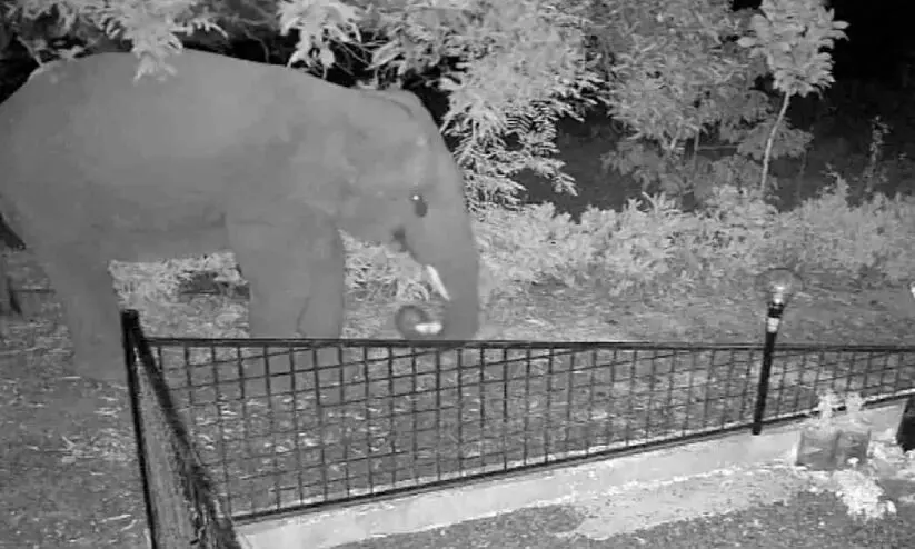 wild elephant menace