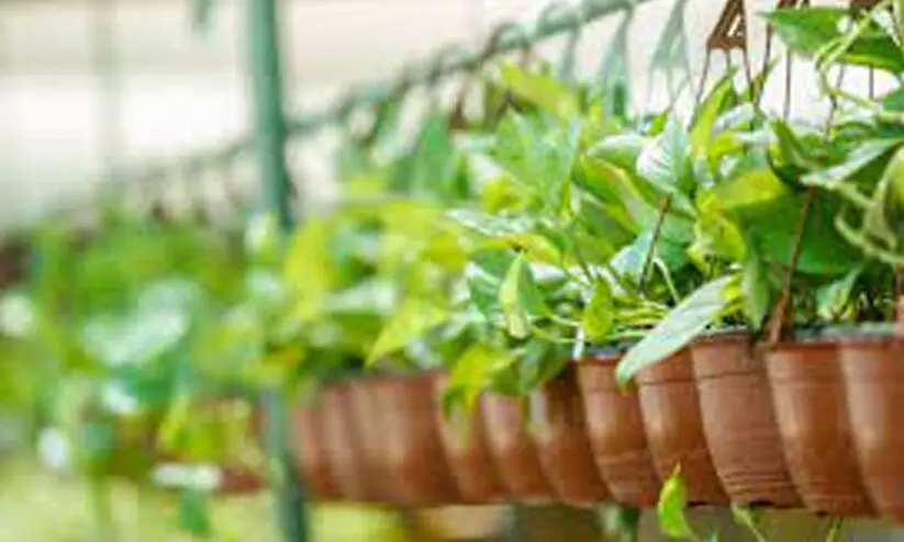 ഹമദ് ടൗൺ നഴ്സറിയിൽ പ്രതിവർഷ ഉൽപാദനം 30 ലക്ഷം ചെടികൾ ഹമദ് ടൗൺ നഴ്സറിയിൽ പ്രതിവർഷ ഉൽപാദനം 30 ലക്ഷം ചെടികൾ