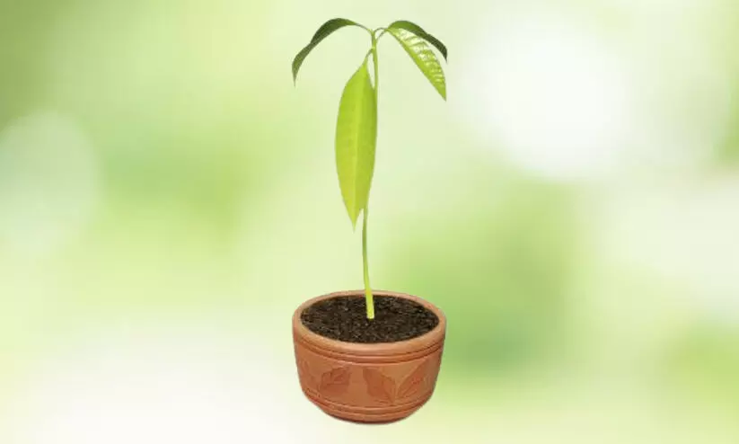 സ്കൂളുകളിൽ വൃക്ഷത്തൈകൾ നടുന്നതിന് സംയുക്ത പദ്ധതി സ്കൂളുകളിൽ വൃക്ഷത്തൈകൾ നടുന്നതിന് സംയുക്ത പദ്ധതി