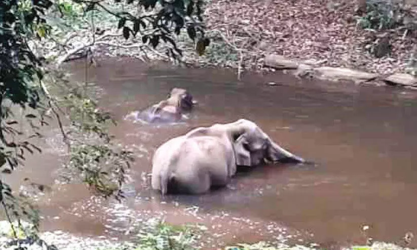കാ​ട്ടാ​ന​ക​ൾ​ക്ക് നേ​രെ പ്ര​കോ​പ​നം; സ​ന്ദ​ർ​ശ​ക​രെ ത​ട​യാ​തെ വ​ന​പാ​ല​ക​ർ
