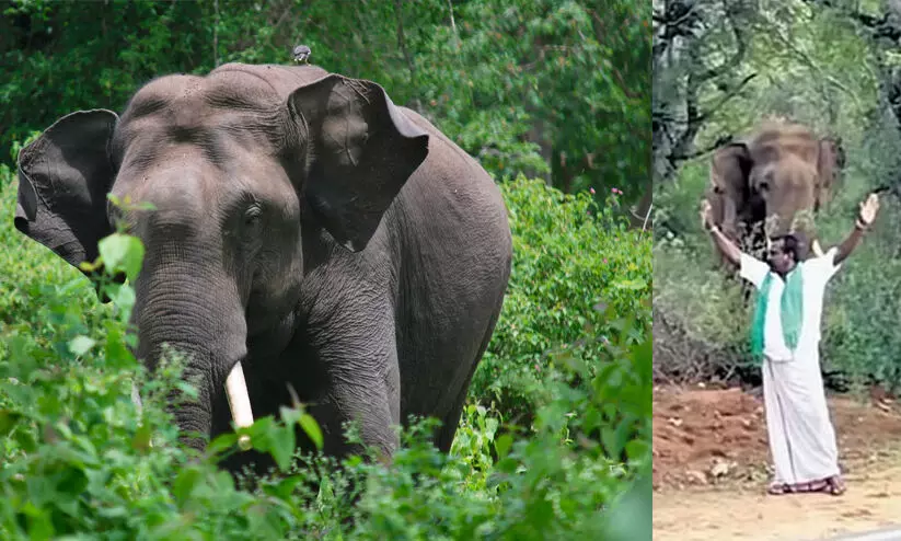 Tourist teases elephant fined Rs 10,000 in Tamil Nadu Tourist teases elephant fined Rs 10,000 in Tamil Nadu