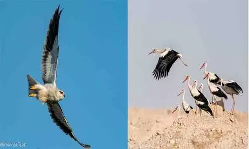 പ​ക്ഷി​ക​ൾ പ​റ​ക്ക​ട്ടെ...