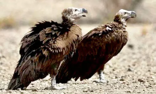 വംശനാശ ഭീഷണി: കഴുകനിൽ ട്രാക്കിങ് ഉപകരണങ്ങൾ സ്ഥാപിച്ചു