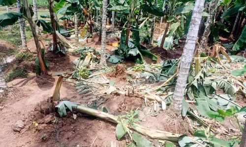 elephant menace elephant menace