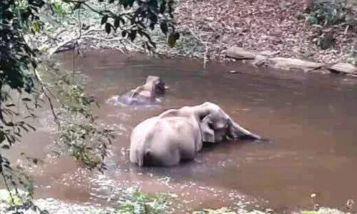 കാ​ട്ടാ​ന​ക​ൾ​ക്ക് നേ​രെ പ്ര​കോ​പ​നം; സ​ന്ദ​ർ​ശ​ക​രെ ത​ട​യാ​തെ വ​ന​പാ​ല​ക​ർ