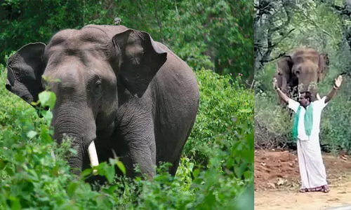 Tourist teases elephant fined Rs 10,000 in Tamil Nadu Tourist teases elephant fined Rs 10,000 in Tamil Nadu