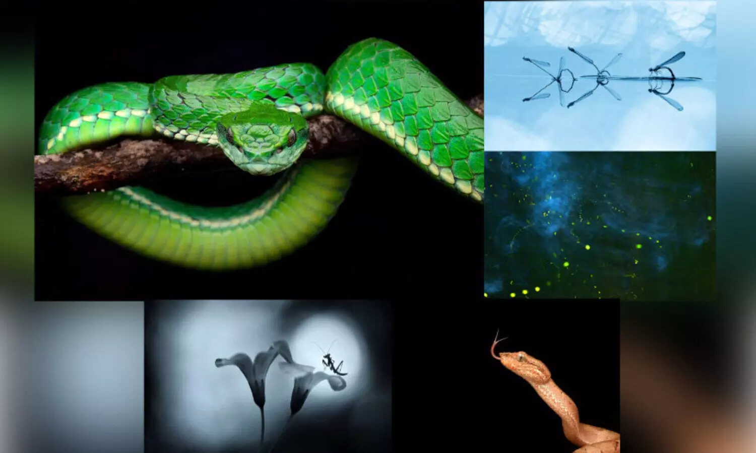 മിന്നാമിനുങ്ങുകളുടെ ലോകം