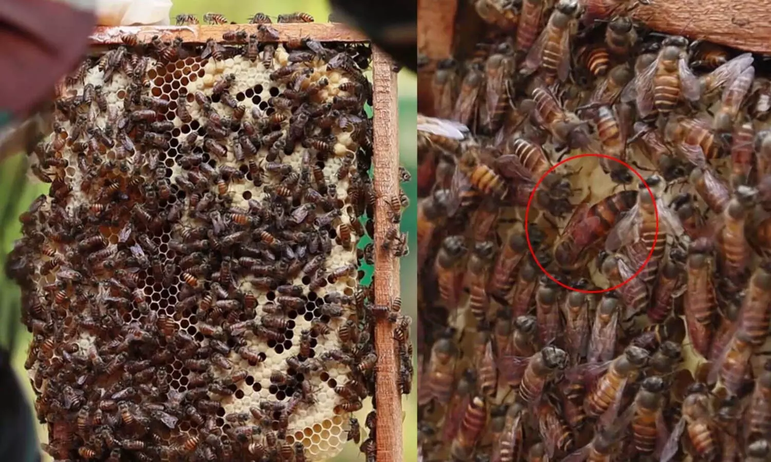 ലോക തേനീച്ച ദിനാഘോഷം മെയ് 20ന്