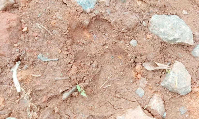 tiger footprints