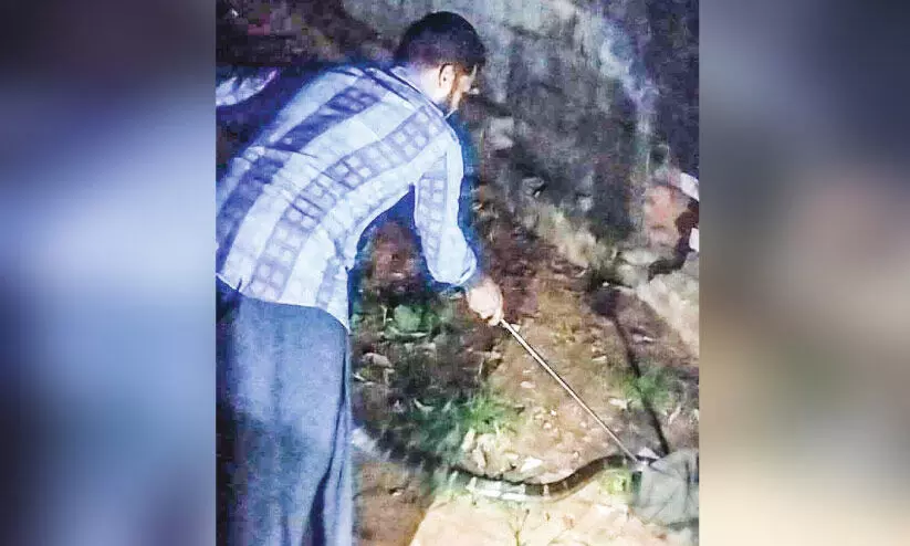 പാ​ല​ക്കു​ഴി​യി​ൽ വീടിനകത്തുനിന്ന് രാജവെമ്പാലയെ പിടികൂടി