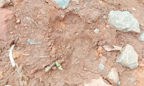 tiger footprints