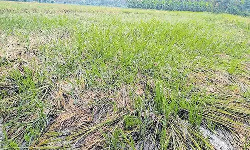 വേനൽമഴയിൽ വെള്ളക്കെട്ട്; നാലുതോടു പാടശേഖരത്തിൽ കൊയ്ത്ത്​ നിർത്തി