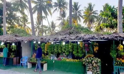 മണലാരണ്യത്തിലെ മരതക കാഴ്ചകൾ