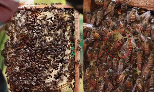 ലോക തേനീച്ച ദിനാഘോഷം മെയ് 20ന്