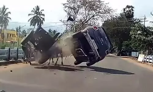 Distracted Hyundai Venue driver hits bullock cart